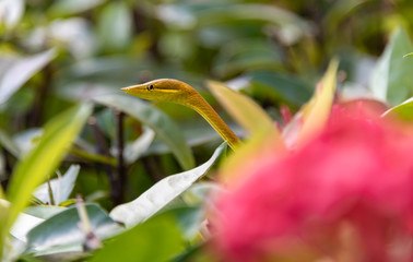 Rare vine snake found in Roatan, Honduras