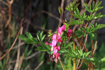 Flower heart