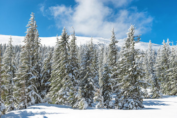 Forest with winter pine trees in snow and blue sky