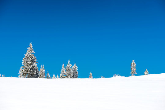Fototapeta Forest with winter pine trees in snow and blue sky