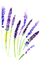 Hand drawn watercolor lavender