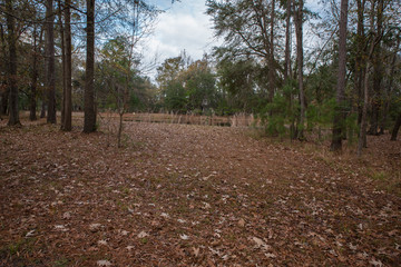 Autumn in my neighborhood