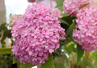 Fototapeta premium Pink flowers 