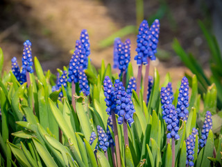 Blue flowers in the garden