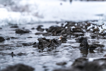 Eternally warm stream flowing from a hot spring in winter. Non-freezing winter grass.