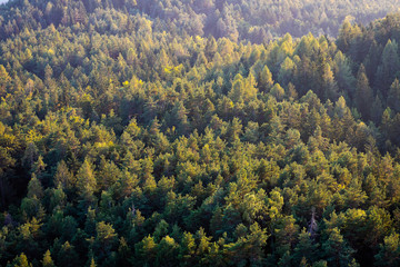 Beautiful panoramic photo over the tops of pine forest. Aerial view. From above. Top view