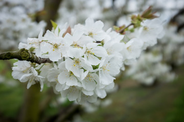 Fleurs blanches de cerisiers au printemps