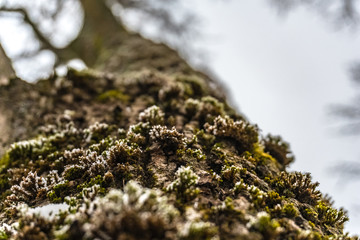 moss on tree