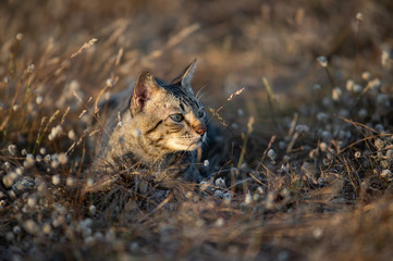 brown cat lay down in brown meadow