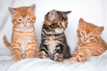 Trio de chatons