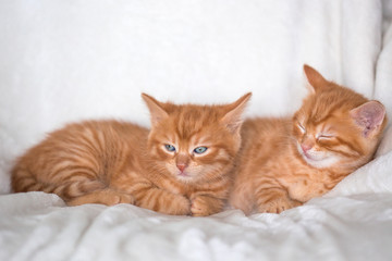 Chatons endormis