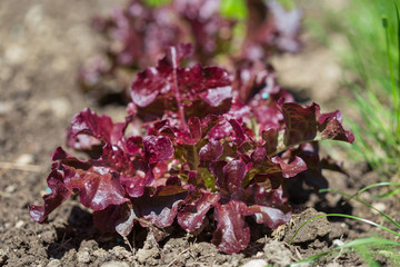 Salade