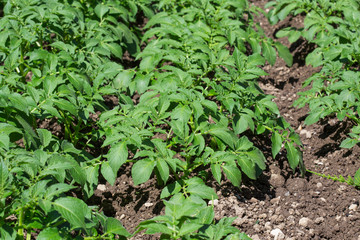 Champ de pommes de terre