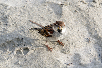 Haussperling (Passer domesticus), Spatz, Hausspatz