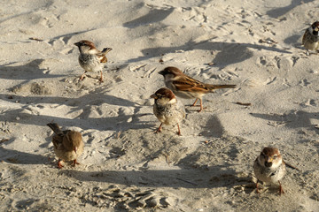Haussperling (Passer domesticus), Spatz, Hausspatz