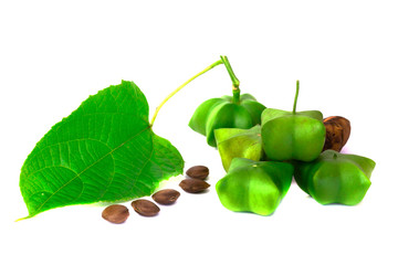 Sacha Inchi, fresh capsule seeds fruit of sacha-Inchi peanut isolate on white background
