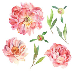 Watercolor painted peonies and leaves isolated on white background