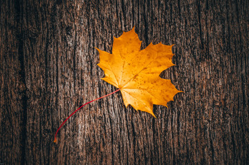 Autumn background with yellow colored maple leaves on wooden board in the middle of fall time