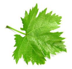 Grape leaf isolated on white