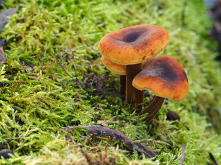 Mushrooms growing from a moss covered fallen tree trunk in a wood