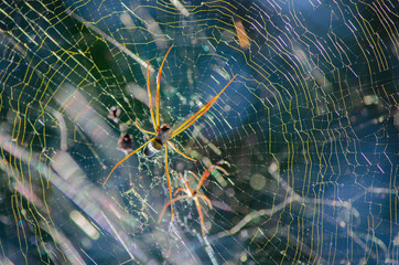 Aranha Spider