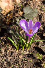 Purple crocus flowers in the garden on spring