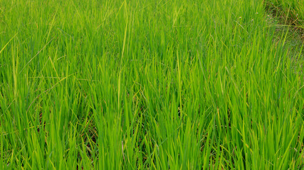 Green paddy rice in the field, Rice grains tree  in Chiang Mai Thailand