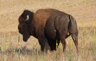 Bison, Antelope Island, Utah
