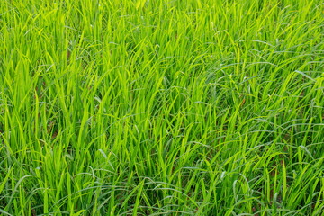 Green paddy rice in the field, Rice grains tree  in Chiang Mai Thailand