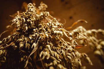 Close up with drying bun of corn or wheat seeds