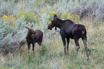Moose and calf, Rockland Valley, Idaho