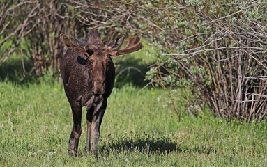 Moose near Henry's Lake, Idaho