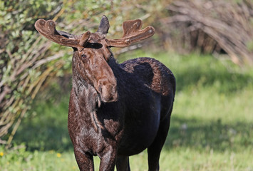Velvet moose near Henry's Lake, Idaho
