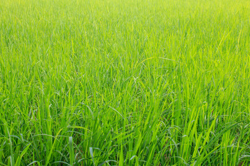 Obraz premium Green paddy rice in the field, Rice grains tree in Chiang Mai Thailand