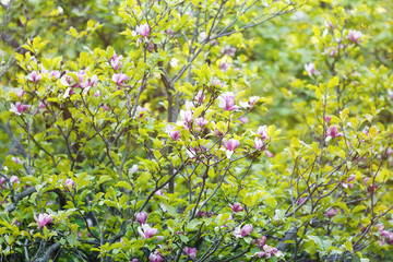 Flowering Magnolia tree. Chinese Magnolia blossom with violet and white tulip-shaped flowers. Beautiful and tender blossomed magnolia branches Spring background, nature