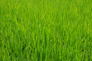 Green paddy rice in the field, Rice grains tree  in Chiang Mai Thailand