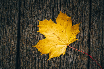 Autumn background with yellow colored maple leaves on wooden board in the middle of fall time