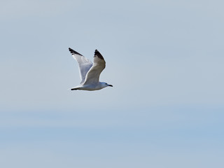 Audouin's gull flying over the salt flats of Torrevieja