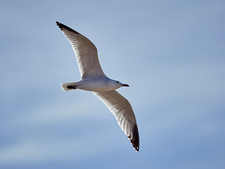 Audouin's gull flying over the salt flats of Torrevieja