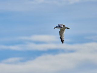 Audouin's gull flying over the salt flats of Torrevieja