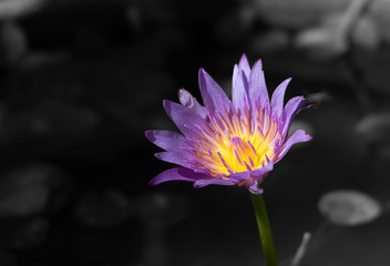 Beautiful lotus flower on the water surface.