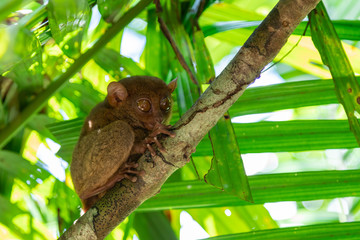 Tarsier (Tarsius Syrichta), the world's smallest primate in Bohol Tarsier sanctuary.  Cute Tarsius monkey with big eyes sitting on a branch with green leaves. Bohol island, Philippines.