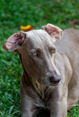 Fototapeta premium Portrait of brown-haired dog watching camera and friendly face