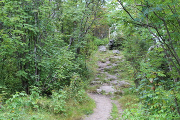 Fototapeta premium mountain path in the forest