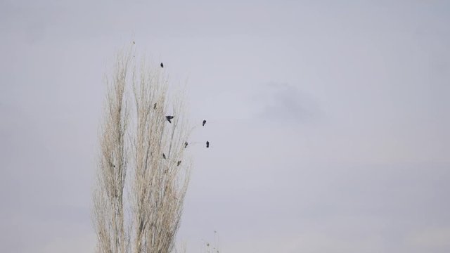 flock of crows sitting on a tree