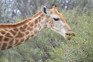 Giraffe close-up
