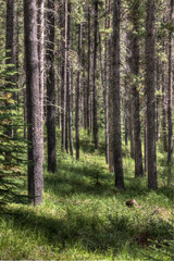Conifer forest