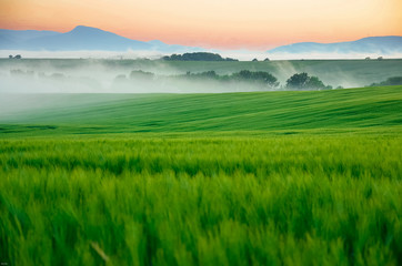Obraz premium Landscape with rye field, hills, trees in morning mist and with beautiful colors of sunrise light. Wonderful wallpaper from summer morning.