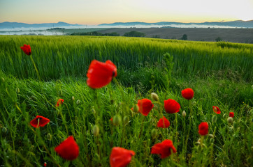 Landscape in the morning with mist and sunrise light. Nice rural summer scenery
