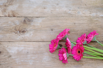 Bright pink gerbera flowers on rustic wooden background